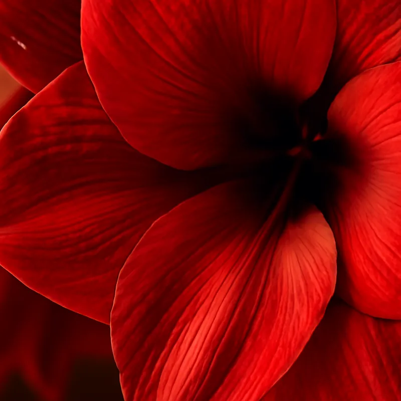 Amaryllis – Red – bilde 2