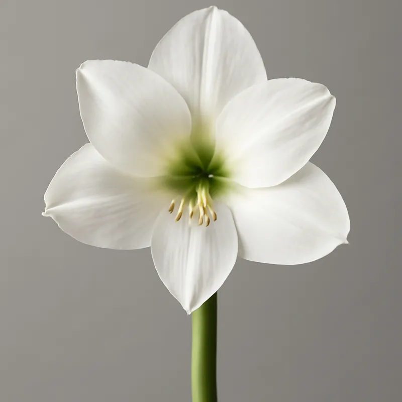 Amaryllis – White
