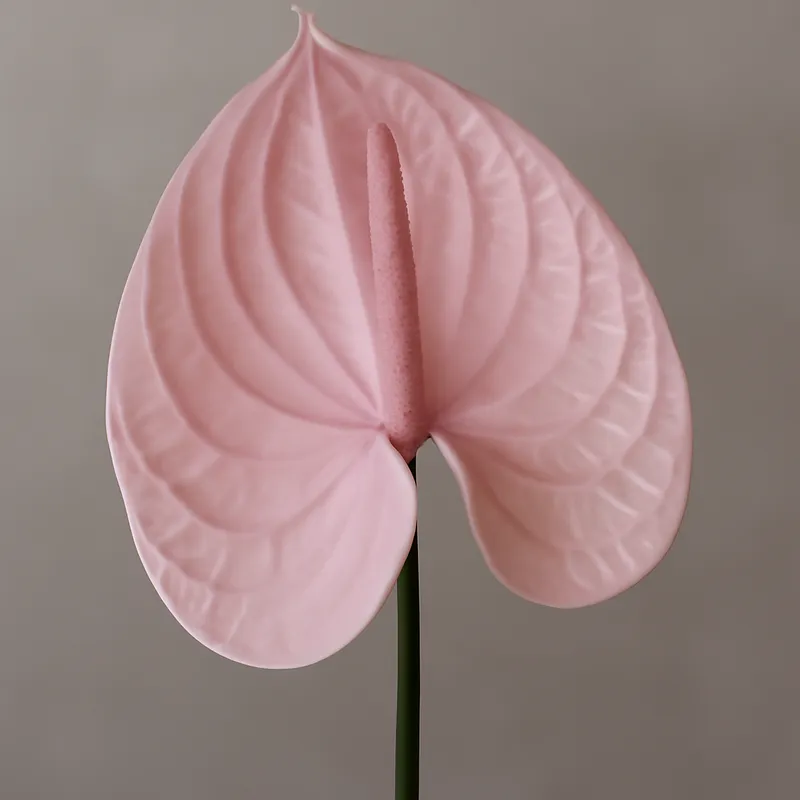 Anthurium (flamingoblomma) – Pink – bilde 1