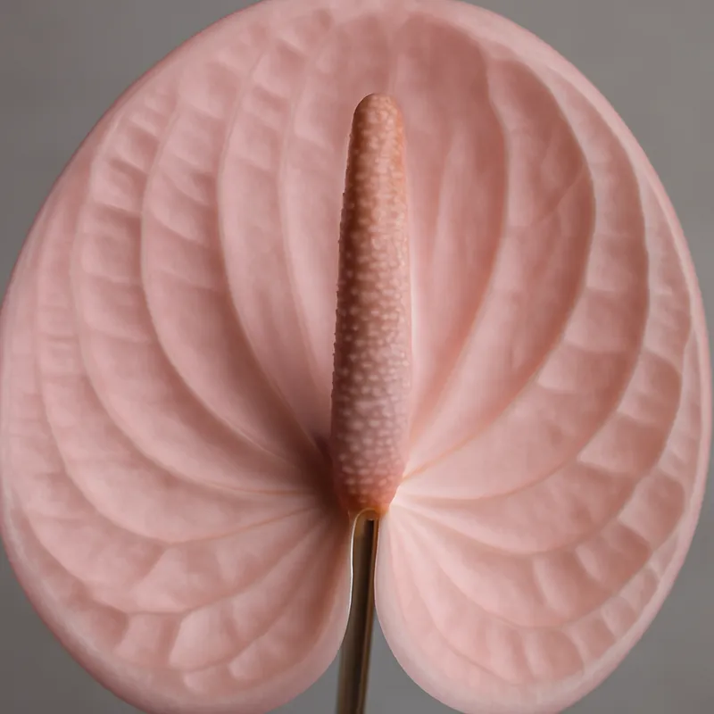 Anthurium (flamingoblomma) – Pink – bilde 2