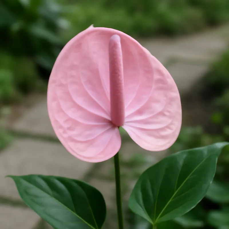 Anthurium (flamingoblomma) – Pink – bilde 4