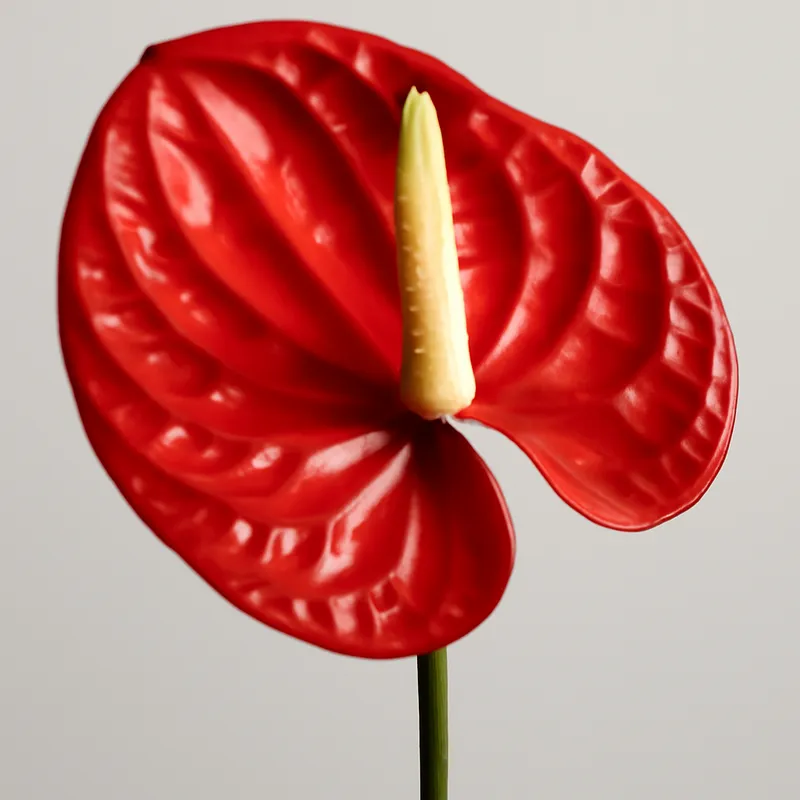Anthurium (flamingoblomma) – Red