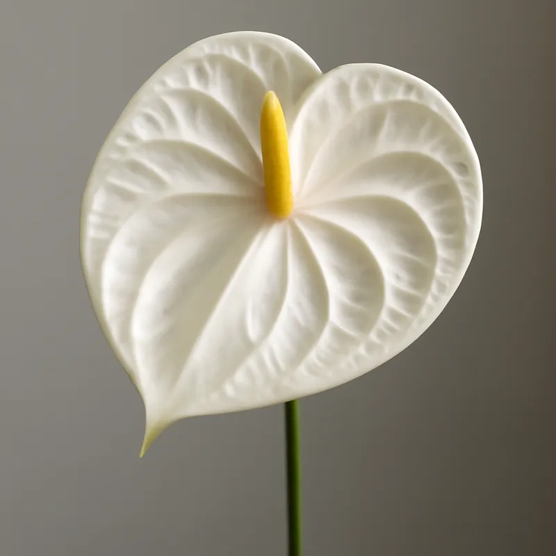 Anthurium (flamingoblomma) – White – bilde 1