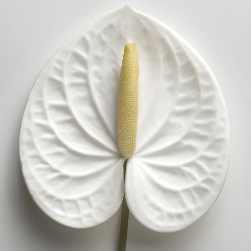 Anthurium (flamingoblomma) – White – bilde 2