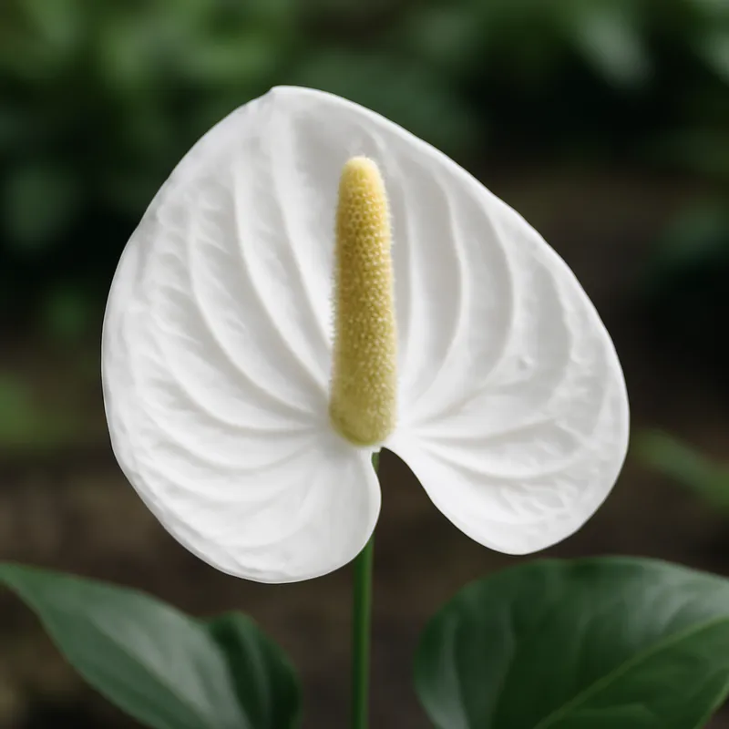 Anthurium (flamingoblomma) – White – bilde 4