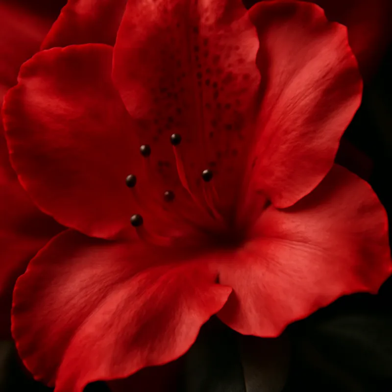 Azalea – Red – bilde 2