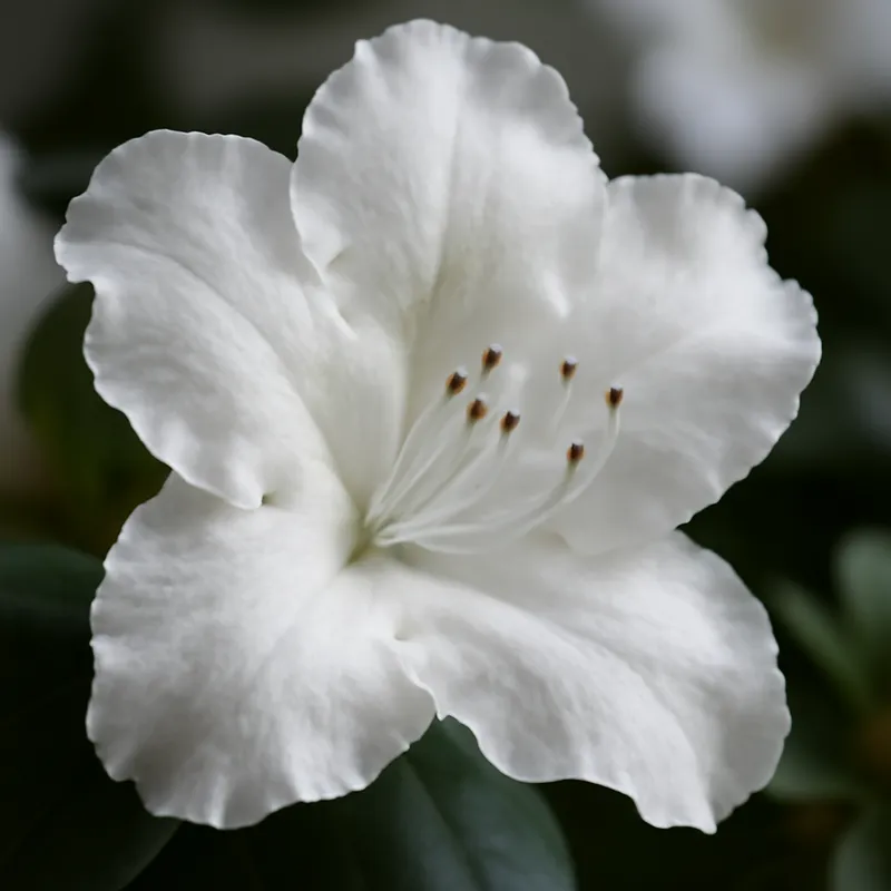 Azalea – White – bilde 2