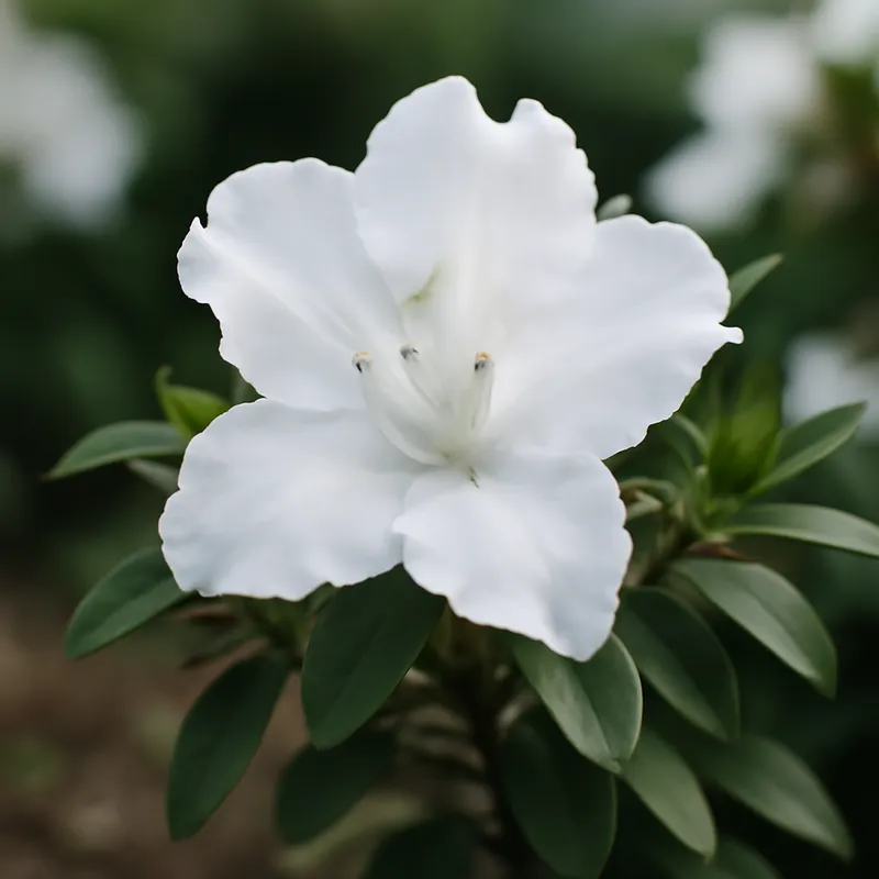 Azalea – White – bilde 4