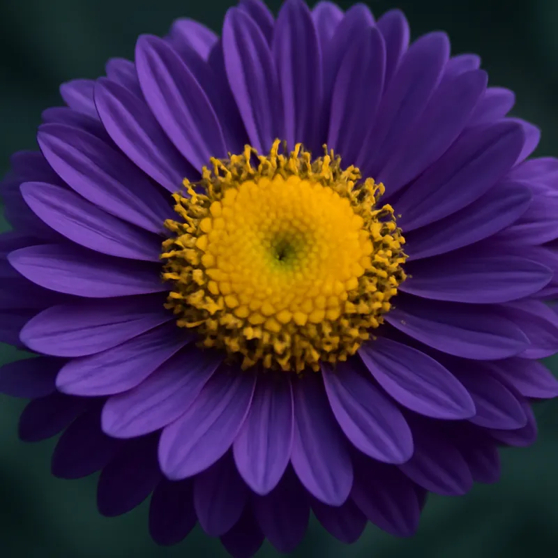 Aster – Classic – bilde 2