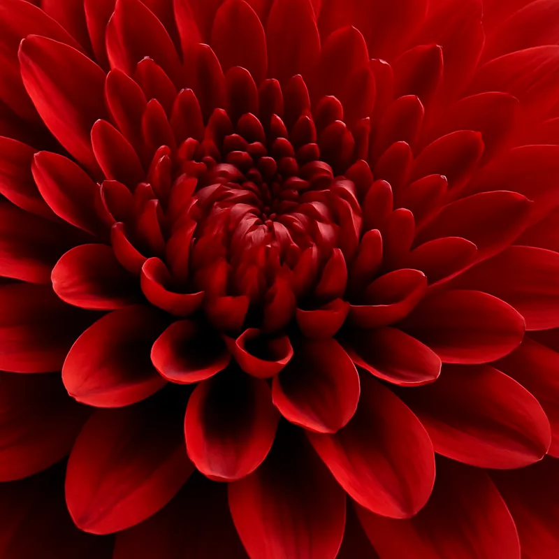 Aster – Red – bilde 2