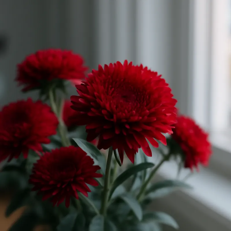 Aster – Red – bilde 3