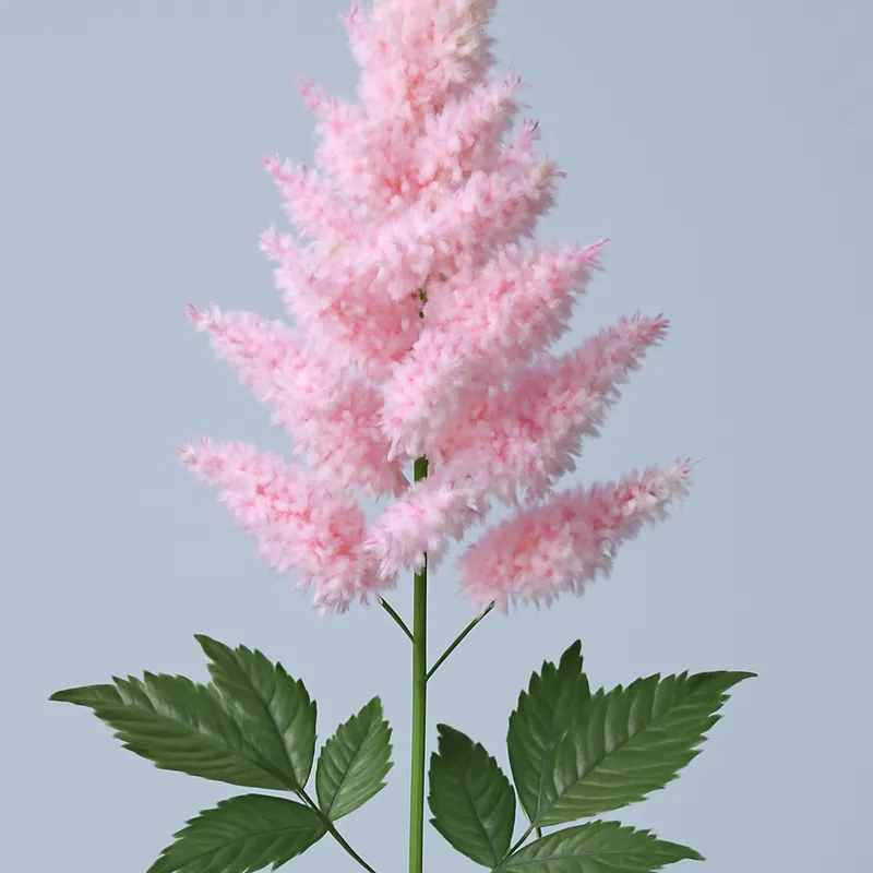 Astilbe – Classic – bilde 1