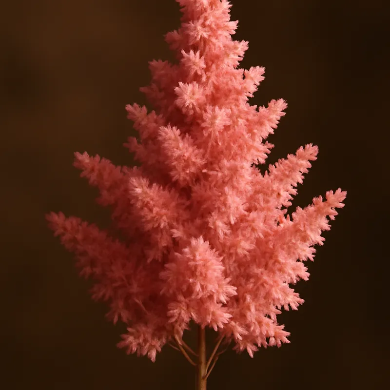 Astilbe – Classic – bilde 2