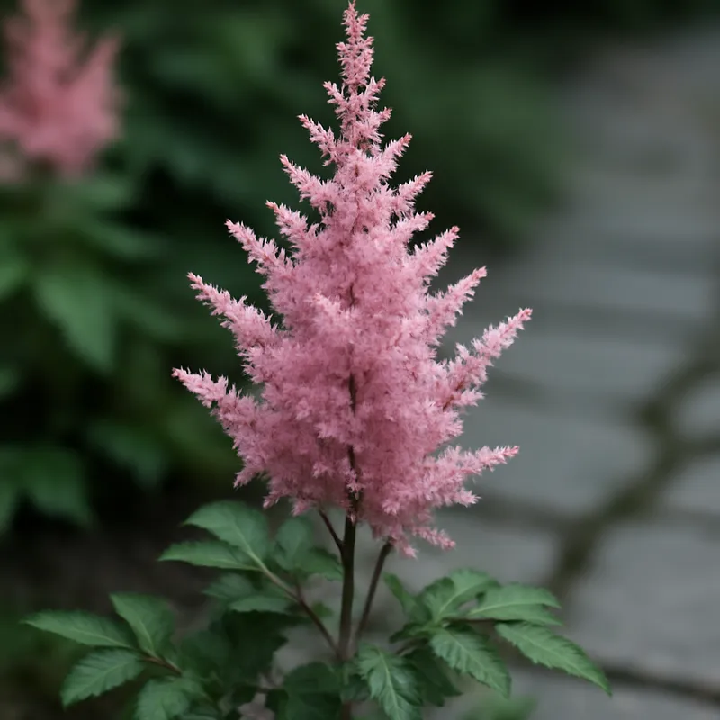 Astilbe – Classic – bilde 4
