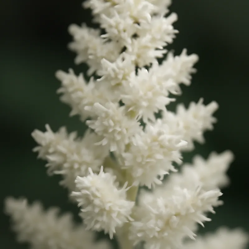 Astilbe – White – bilde 2
