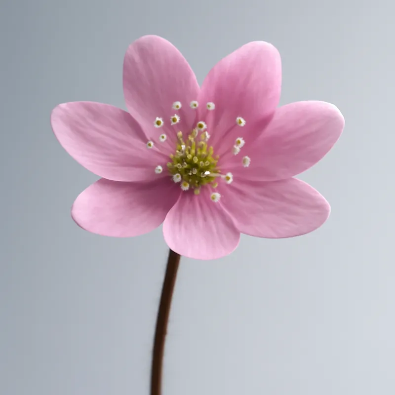 Blåsippa – Pink