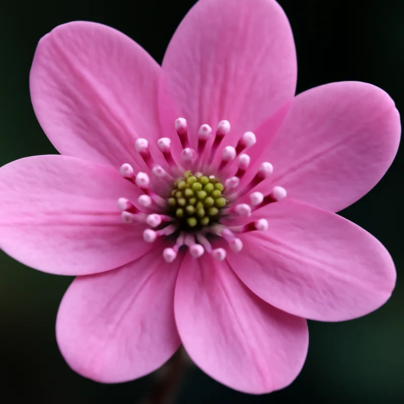 Blåsippa – Pink – bilde 2