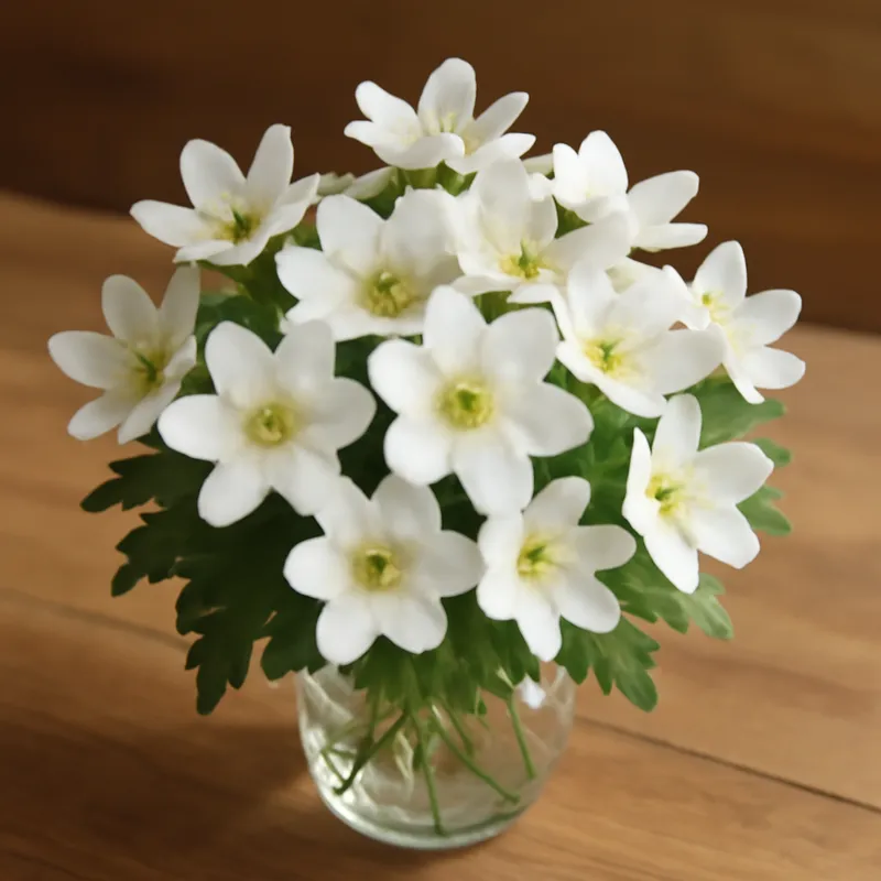 Blåsippa – White – bilde 3
