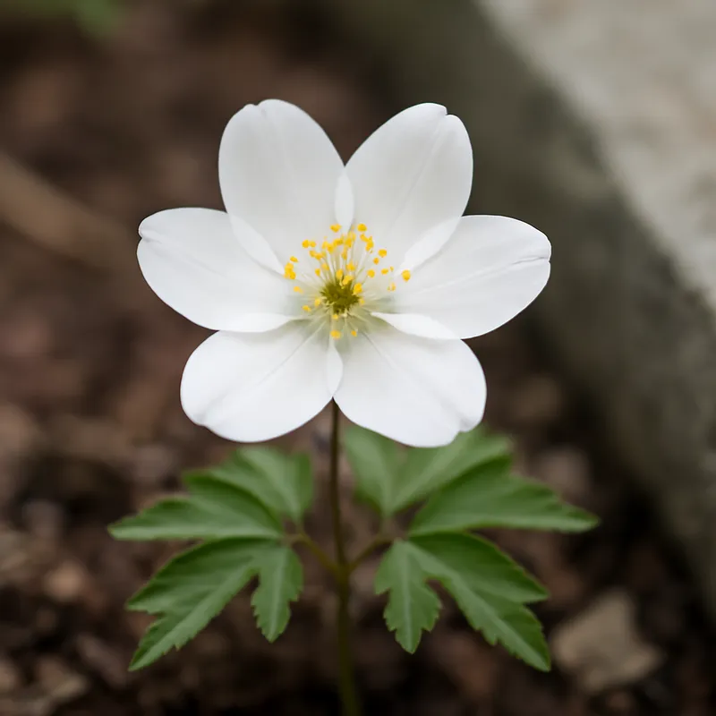 Blåsippa – White – bilde 4