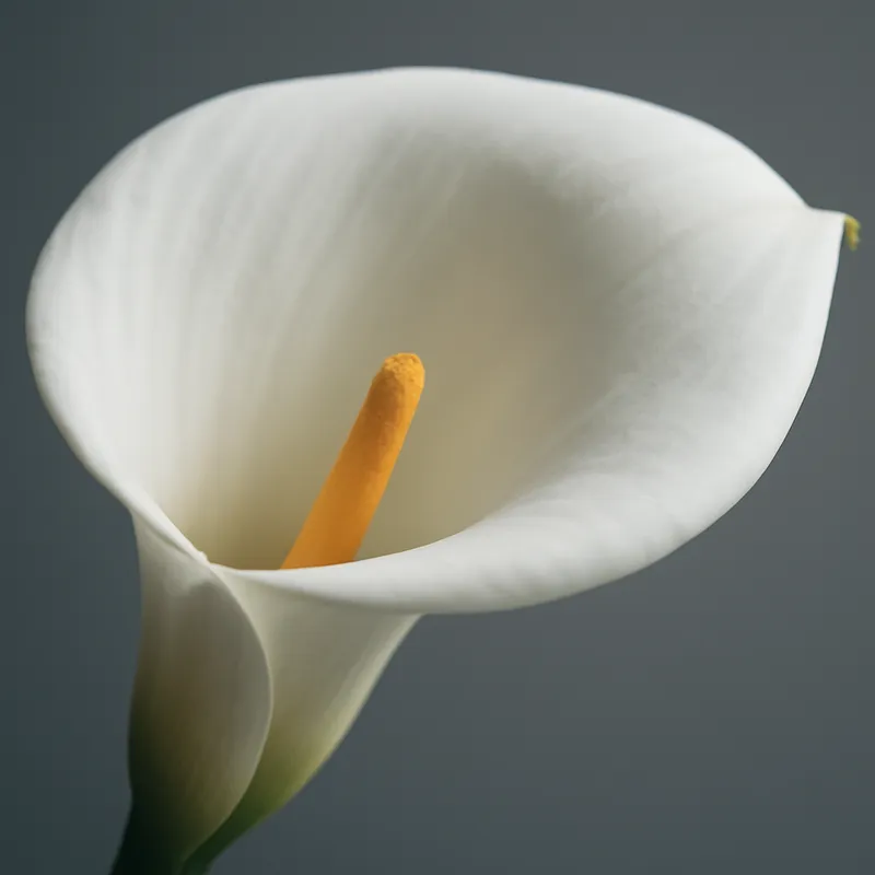 Kalla (calla) – Classic – bilde 2