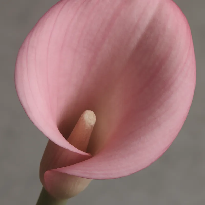 Kalla (calla) – Pink – bilde 2