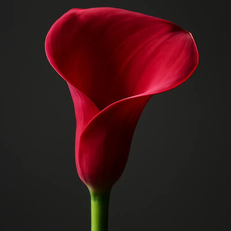 Kalla (calla) – Red – bilde 1