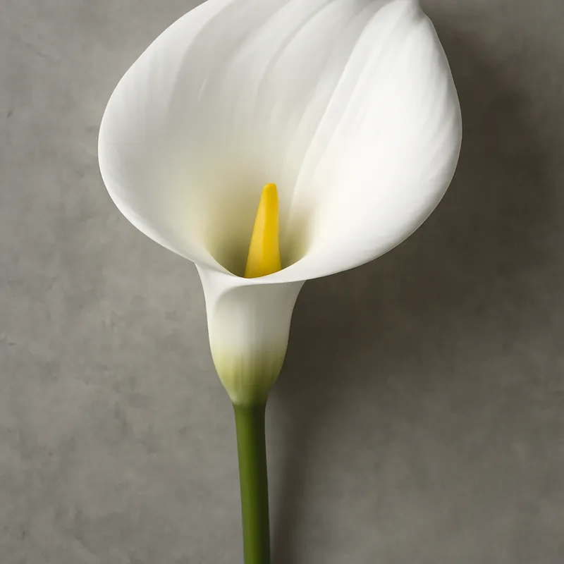 Kalla (calla) – White