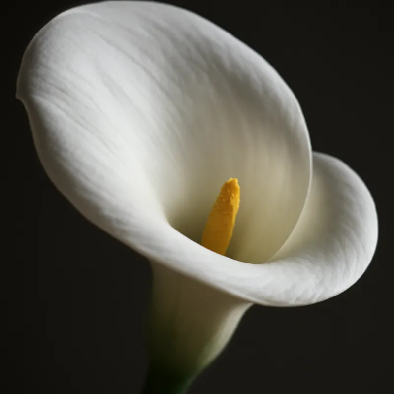 Kalla (calla) – White – bilde 2