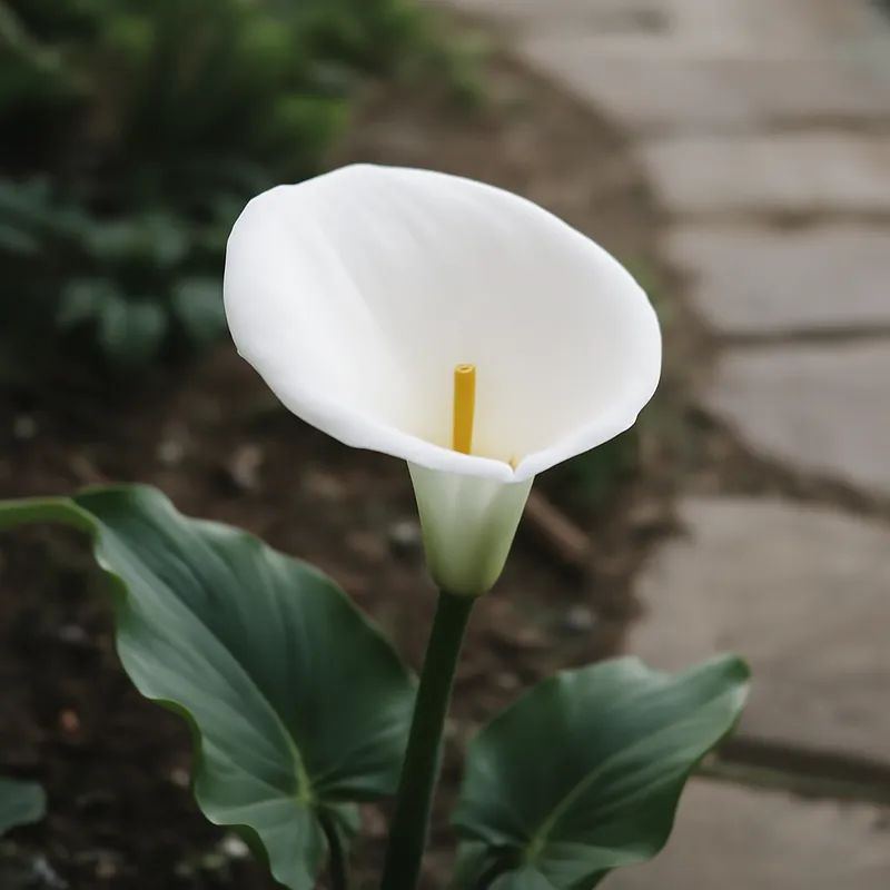 Kalla (calla) – White – bilde 4