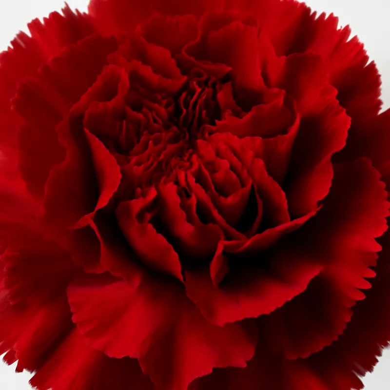 Carnation – Red – bilde 2