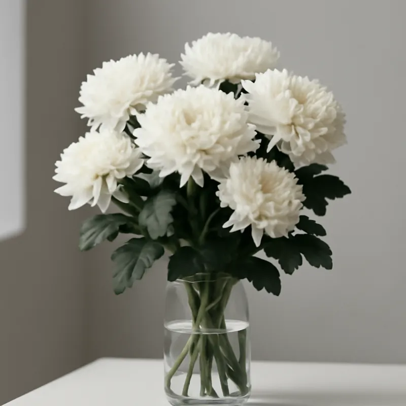 Chrysanthemum – Classic – bilde 3