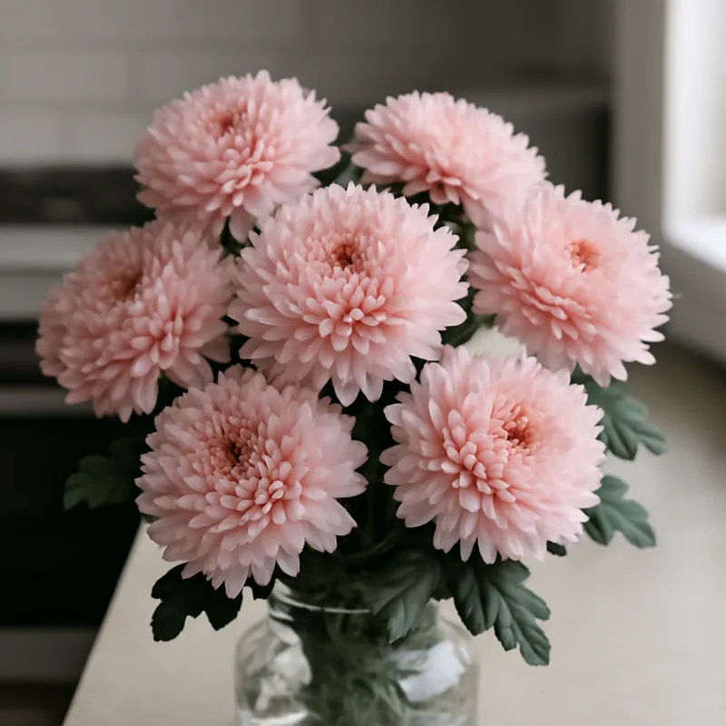 Chrysanthemum – Pink – bilde 3