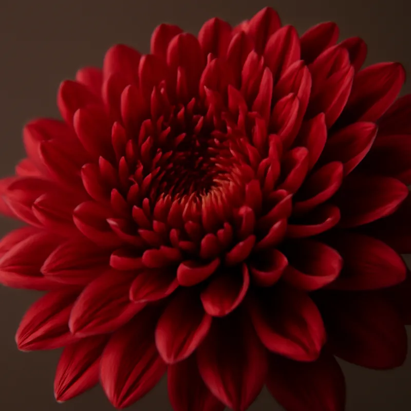 Chrysanthemum – Red – bilde 2