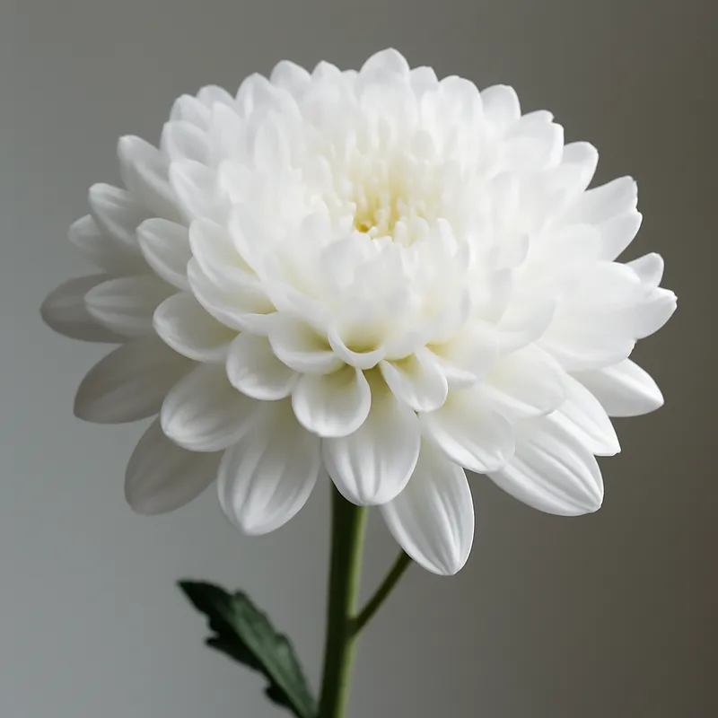 Chrysanthemum – White