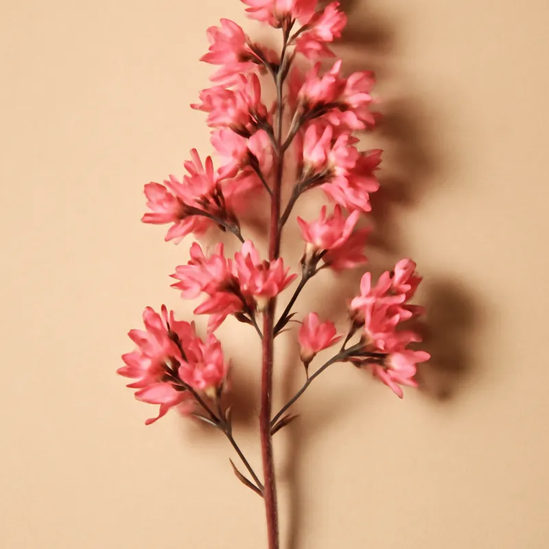 Astilbe