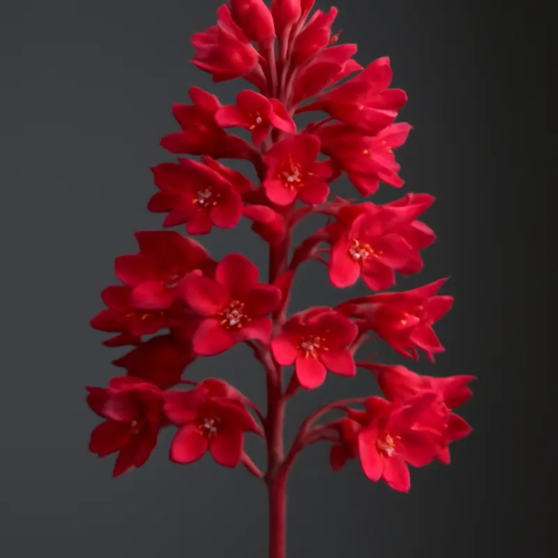 Red heuchera – wine-red leaves with metallic lustre