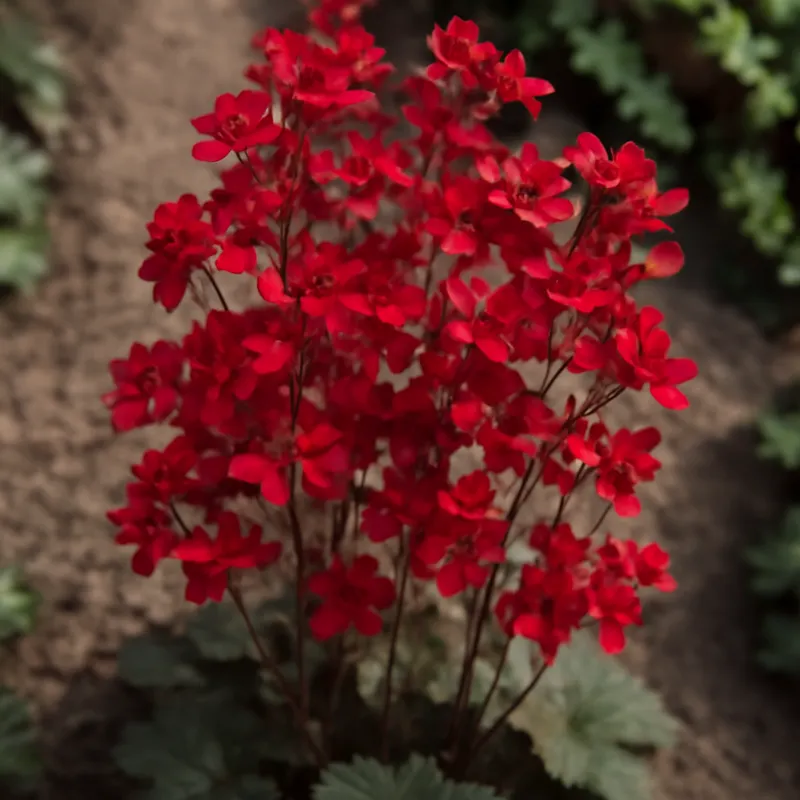 Coral Bells – Red – bilde 4