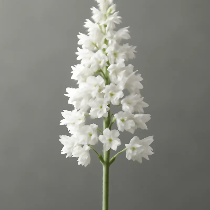 Coral Bells – White