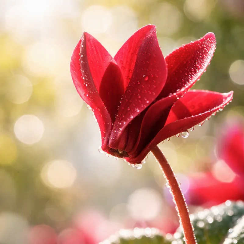 Cyclamen – Red – bilde 1