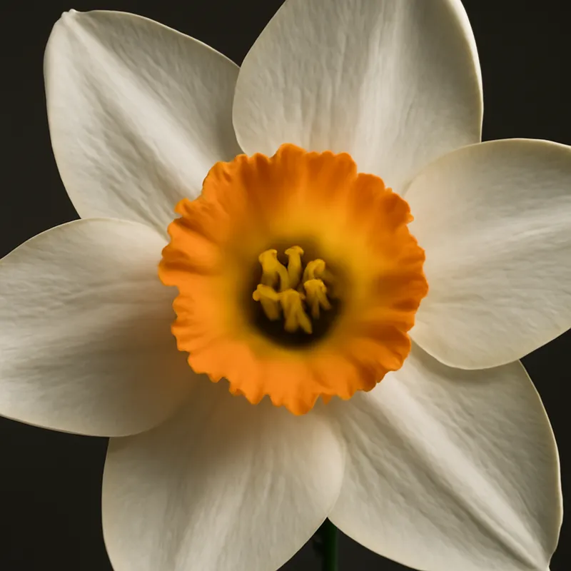 Daffodil – Classic – bilde 2
