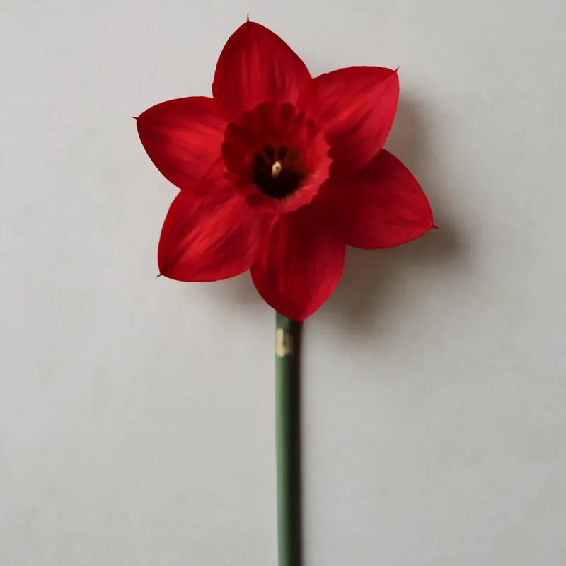 Daffodil – Red