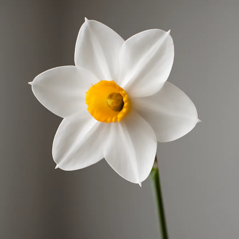 Daffodil – White