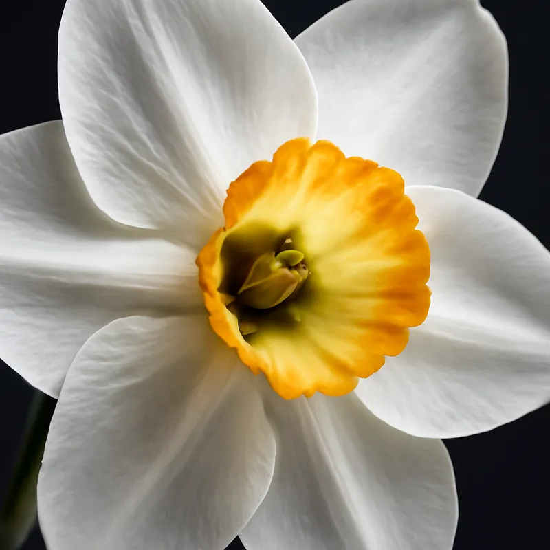 Daffodil – White – bilde 2