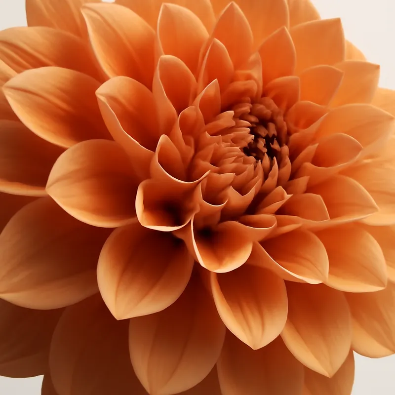 Dahlia – Classic – bilde 2
