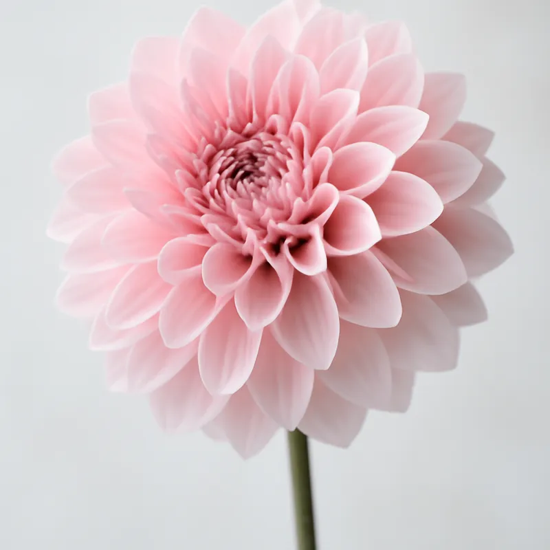 Dahlia – Pink