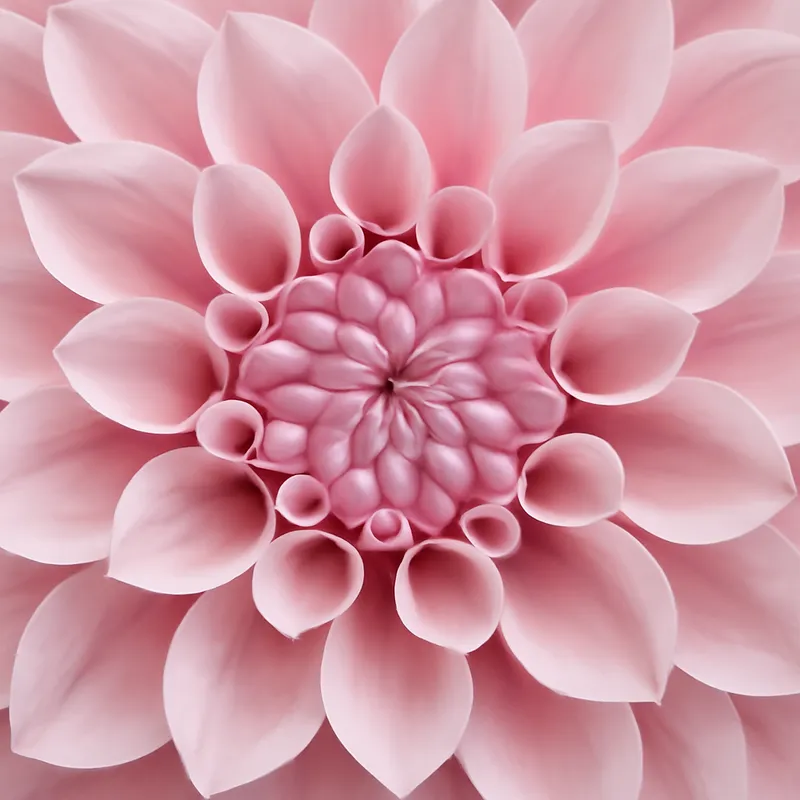 Dahlia – Pink – bilde 2