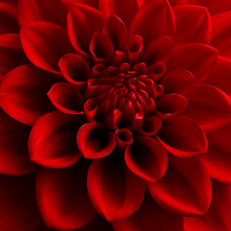 Dahlia – Red – bilde 2