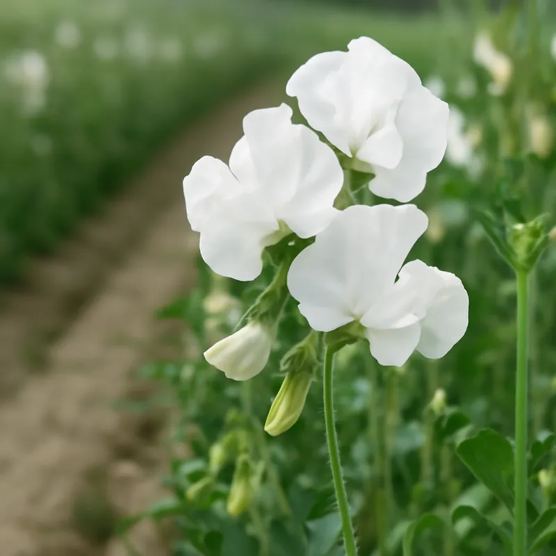 Luktert – White – bilde 4