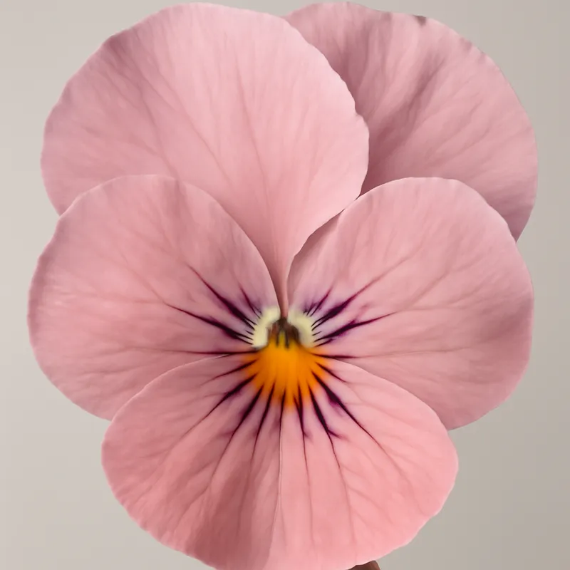 Viol – Pink – bilde 2