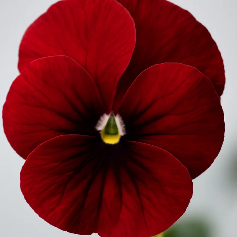 Viol – Red – bilde 2